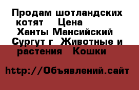 Продам шотландских котят  › Цена ­ 3 000 - Ханты-Мансийский, Сургут г. Животные и растения » Кошки   